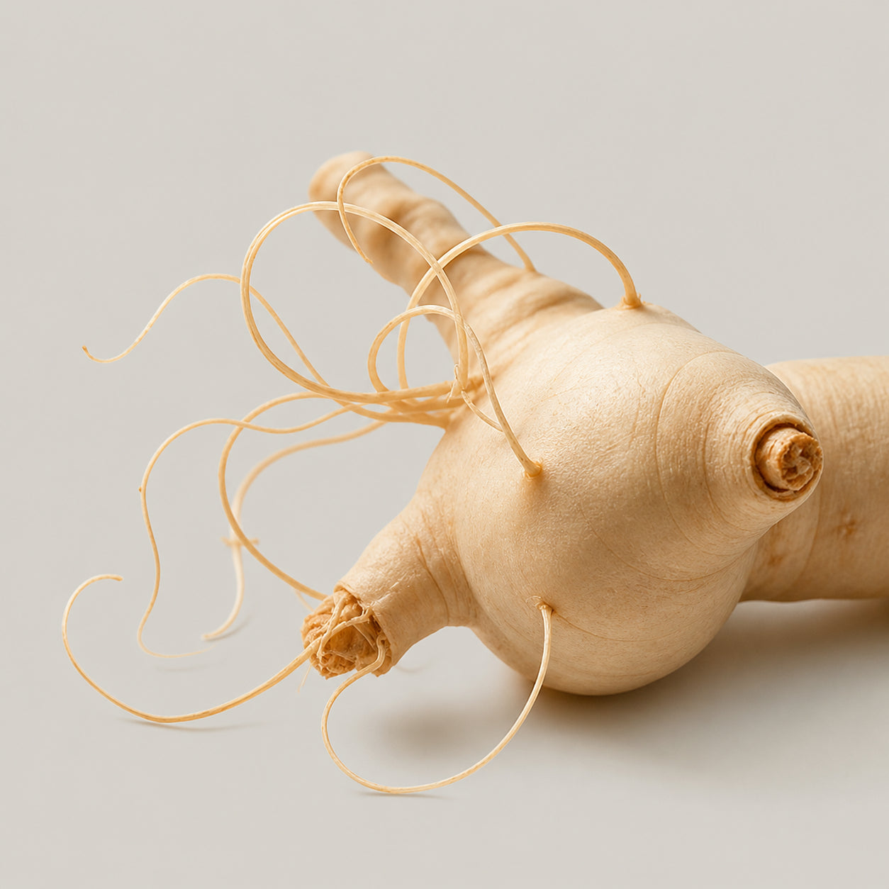 Ginseng Root